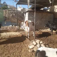 گاو سمینتال مونت بلیارد|حیوانات مزرعه|باغ بهادران, |دیوار