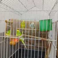 مرغ عشق جفت با جوجه