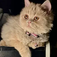 گمشده|حیوانات|اصفهان, کوی ولی عصر|دیوار