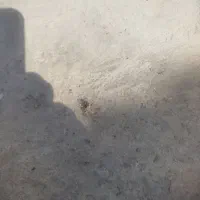 فعالیت داوطلبانه