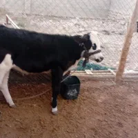 گاو و گوساله ماده مخصوص داشت|حیوانات مزرعه|لامرد, |دیوار