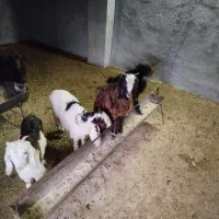 ماده بزغاله