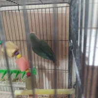 طوطی برزیلی|پرنده|بوئین زهرا, |دیوار