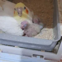 عروس هلندی ماده اماده و جوجه نر سه ماهه