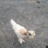 ۴ عدد جوجه ۴ ماهه