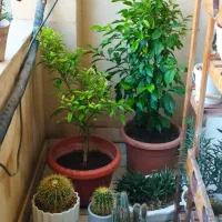 گل کاغذی ، درخت نارنج ، کاکتوس اژدها
