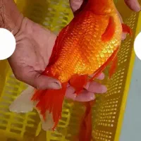 فروش ماهی قرمز