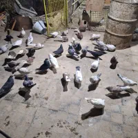 کفتر پرشی|پرنده|مشکیندشت, |دیوار