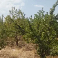 فروش-باغ