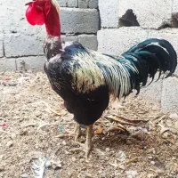 فروش خروس گردن لخت محلی