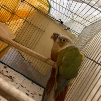 مولد گیرینچیک و یه تعداد عروس(جوجه و بالغ)ملنگو