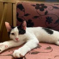 گربه ماده ۵ ماهه ریز نقش