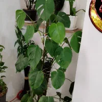 گل برگ انجیری|گل و گیاه طبیعی|بندر امام خمینی, |دیوار