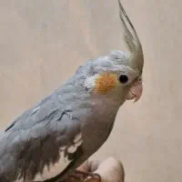 جوجه عروس هلندی دستی