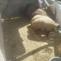 بره نر ومیش کشتاری