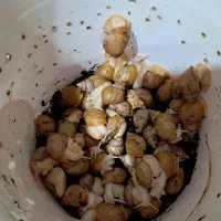 فروش اندازه ها مختلف حلزون باقیمت های مناسب