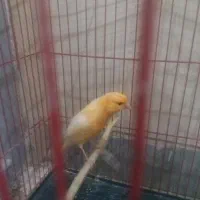 سلام‌قناری‌نر‌بخون‌هرکس‌خاست‌در‌خدمتم