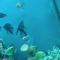 ماهی انجل|ماهی|قم, صدوق|دیوار