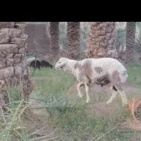 بره نر شیرازی ، و کره نر