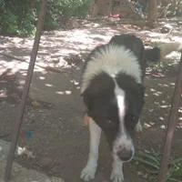 سگم گم شدهپاکوتاه چشم سمت چپ زخم داره