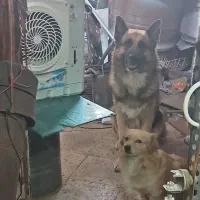 دوتا سگ گمشده