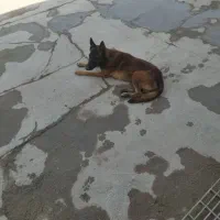 واگزاری سگ مالینوز