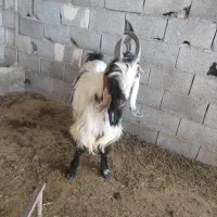 دوبر.بزغاله نر.چپش.