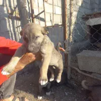 واگذاری توله سرابی اصل