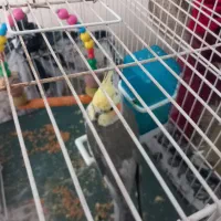 عروس هلندی|پرنده|تربت‌حیدریه, پائین ولایت|دیوار