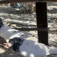 کفتر|پرنده|کهنوج, |دیوار