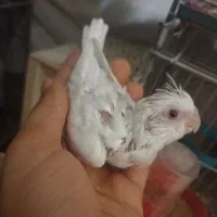 عروس هلندی جفت آلبینو|پرنده|رباطکریم, رباطکریم|دیوار