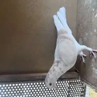 ماده زردی پرشی و عالی