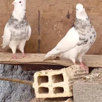 طوق سور نر ماده