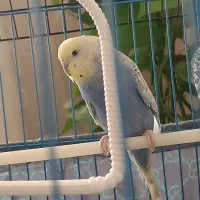 مرغ عشق|پرنده|زنجان, |دیوار