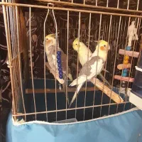 ۵عددعروس هلندی|پرنده|رزن, |دیوار