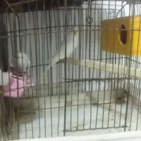 مرغ عشق چشم شرابی