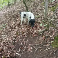 توله شکاری دنبلانی