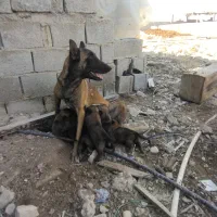 سگ مالی نویز