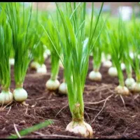 ۶ هکتار زمین مزروعی تازه کند قدیم برای سیر اجاره
