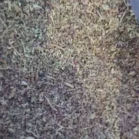 تخم پیاز