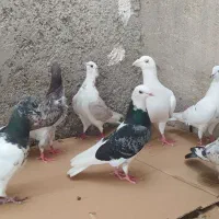 تعدادی کبوتر کشتنی