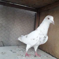 کبوتر گرفتنی تهرانی،شهرستانی|پرنده|تهران, زنجان جنوبی|دیوار