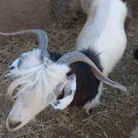 گیسه و بز جوان