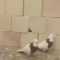 فروشی|لوازم جانبی موبایل و تبلت|سیرجان, |دیوار