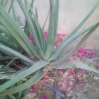 فروش گل های زینتی