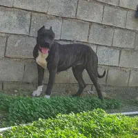 سگ پیت بول ماده