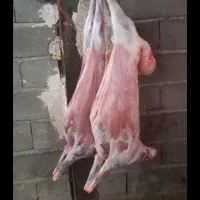 قصاب سیار برای ذبح گوسفند و گوساله  در تمام نقاط|خدمات پذیرایی، مراسم|مشهد, عبادی|دیوار