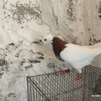 طوقی،طوقی دوکت|پرنده|اهواز, کوی فرهنگیان ۱|دیوار