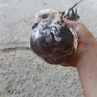 کبوتر پرشی|پرنده|کوهدشت, |دیوار