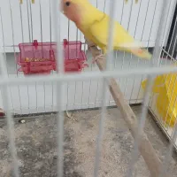 طوطی کوتوله